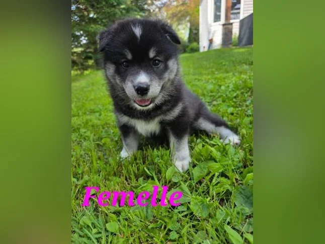 4 Chiots samsky a vendre (samoyède x husky) thumbnail 8