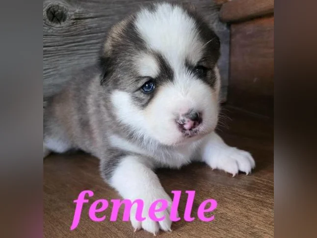 4 Chiots samsky a vendre (samoyède x husky)
