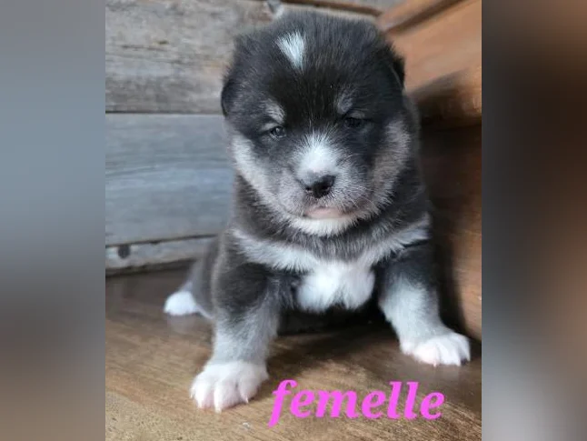 4 Chiots samsky a vendre (samoyède x husky) thumbnail 3