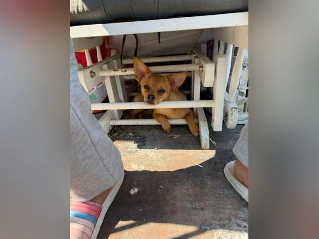 Chihuahua mâle