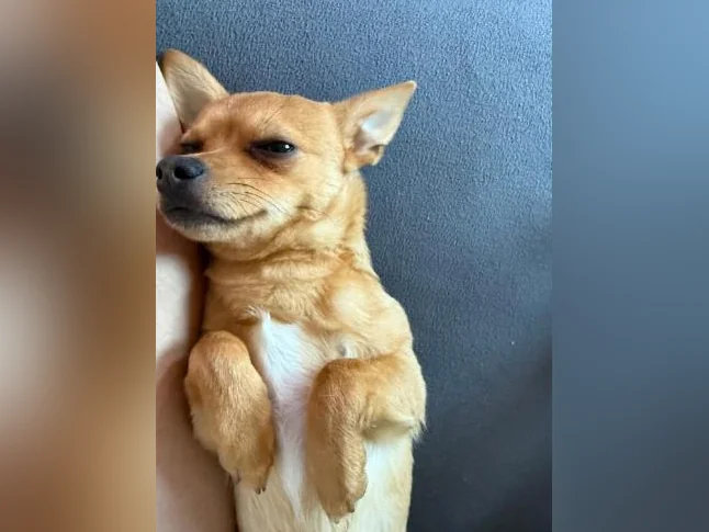 Chihuahua mâle thumbnail 5