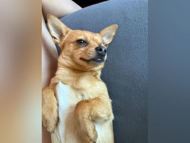 Chihuahua mâle thumbnail 6