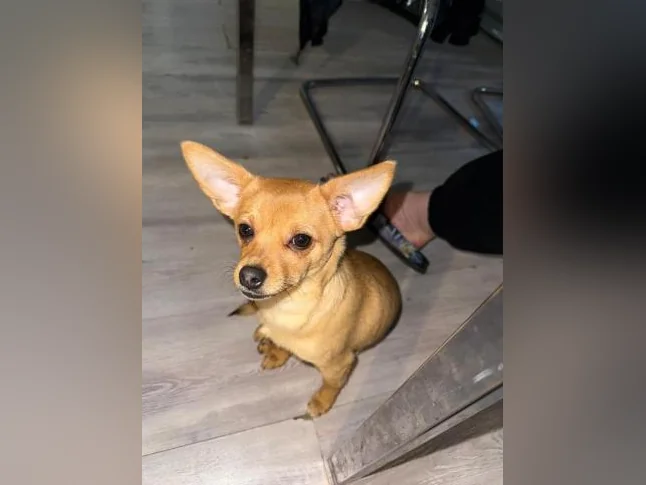 Chihuahua mâle thumbnail 2