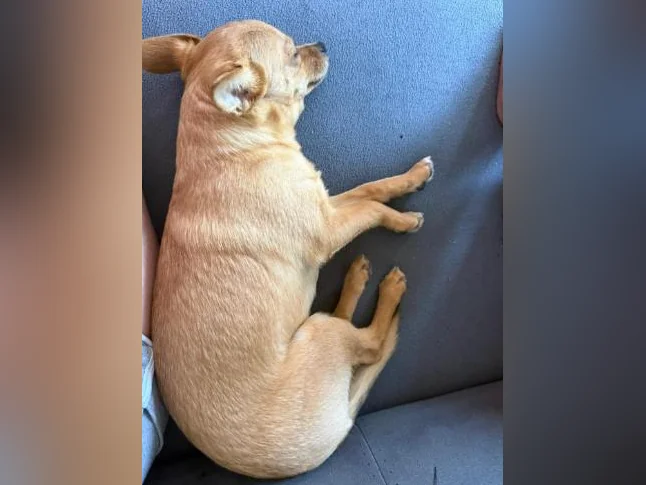 Chihuahua mâle thumbnail 4