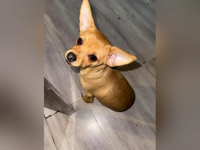 Chihuahua mâle thumbnail 3