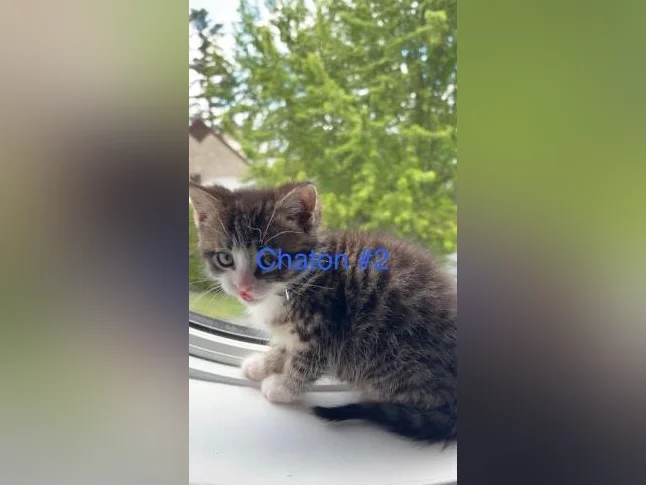 Chaton mâle à vendre thumbnail 4