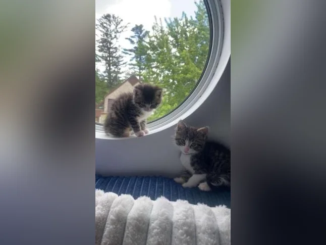 Chaton mâle à vendre