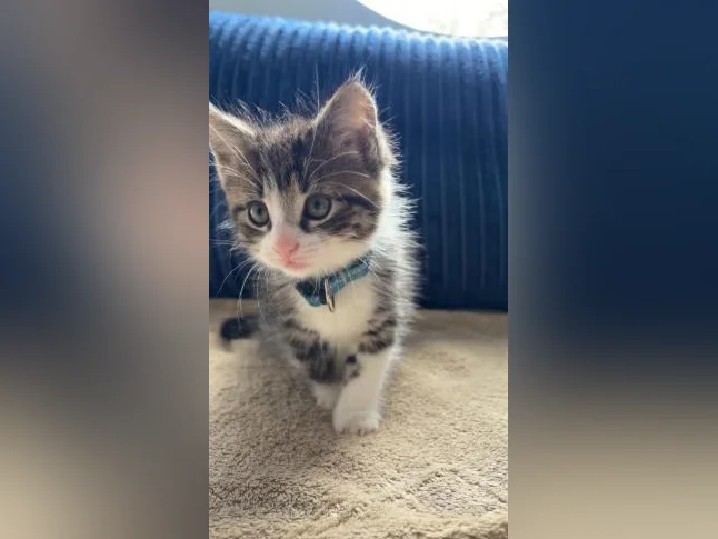 Chaton mâle à vendre thumbnail 3