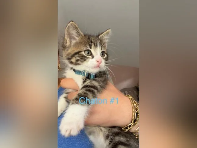 Chaton mâle à vendre thumbnail 2