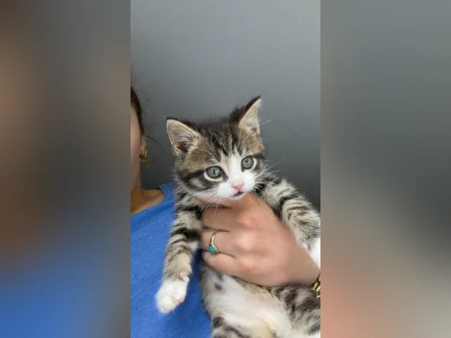 Chaton mâle à vendre thumbnail 5