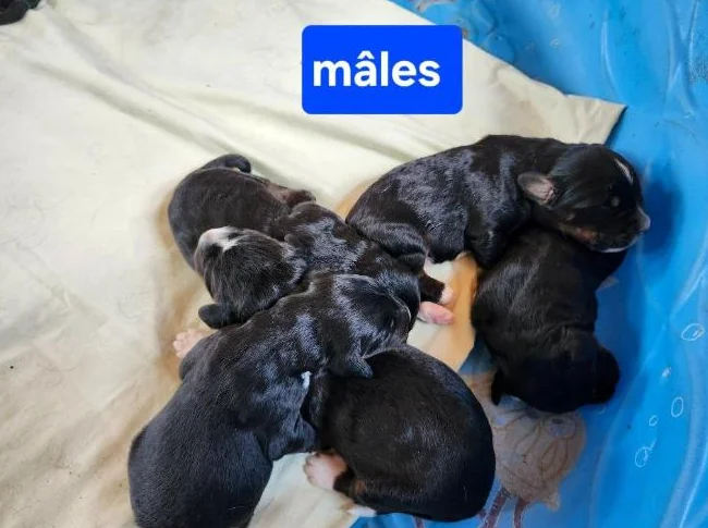 Chiots bernedoodle thumbnail 2