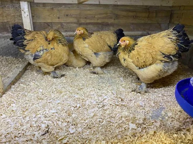 OEUF,POUSSIN POULES poulette thumbnail 5