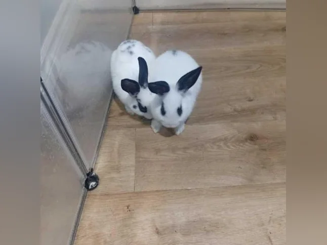 Lapin 🐰 🐇 à vendre thumbnail 2