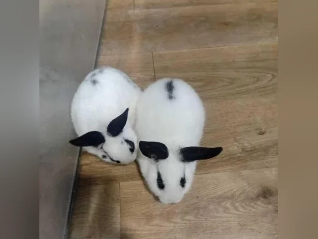 Lapin 🐰 🐇 à vendre thumbnail 3