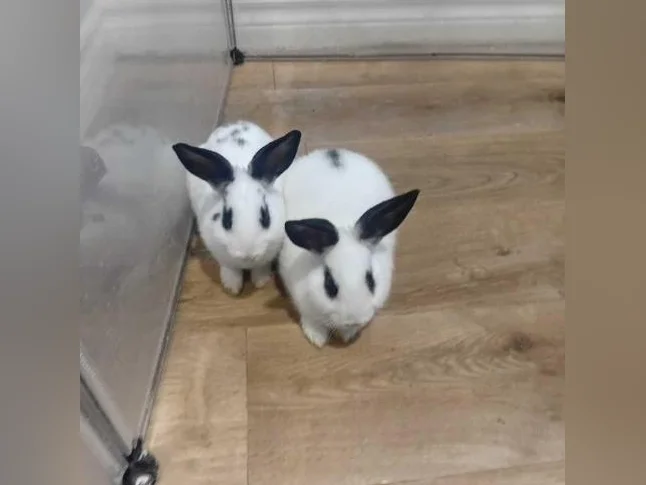 Lapin 🐰 🐇 à vendre thumbnail 4