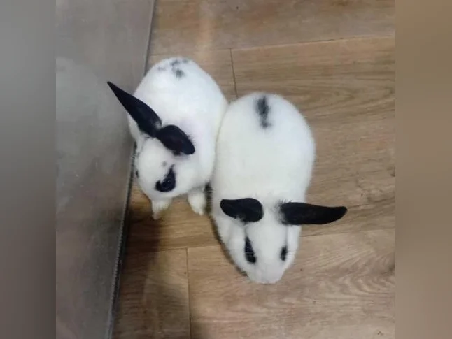 Lapin 🐰 🐇 à vendre