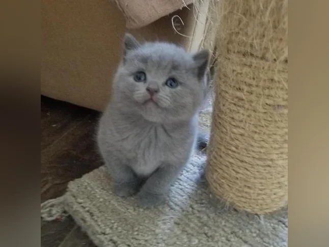 Scottish Fold and Scottish Straight kittens registered in CCA/AFC thumbnail 9