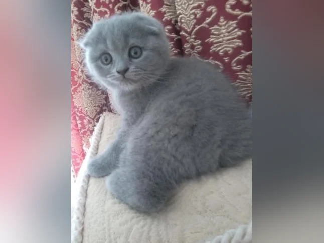 Scottish Fold and Scottish Straight kittens registered in CCA/AFC thumbnail 4