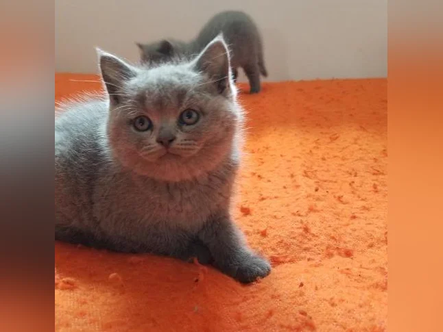 Scottish Fold and Scottish Straight kittens registered in CCA/AFC thumbnail 10
