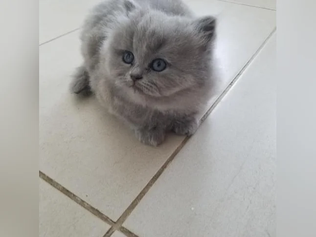 Scottish Fold and Scottish Straight kittens registered in CCA/AFC thumbnail 8