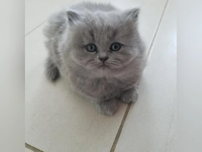 Scottish Fold and Scottish Straight kittens registered in CCA/AFC thumbnail 7