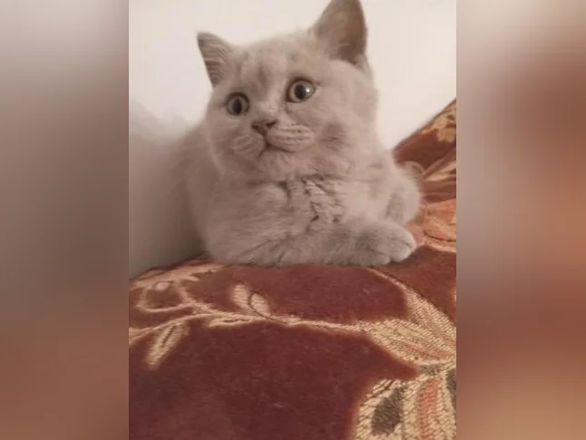 Scottish Fold and Scottish Straight kittens registered in CCA/AFC thumbnail 5