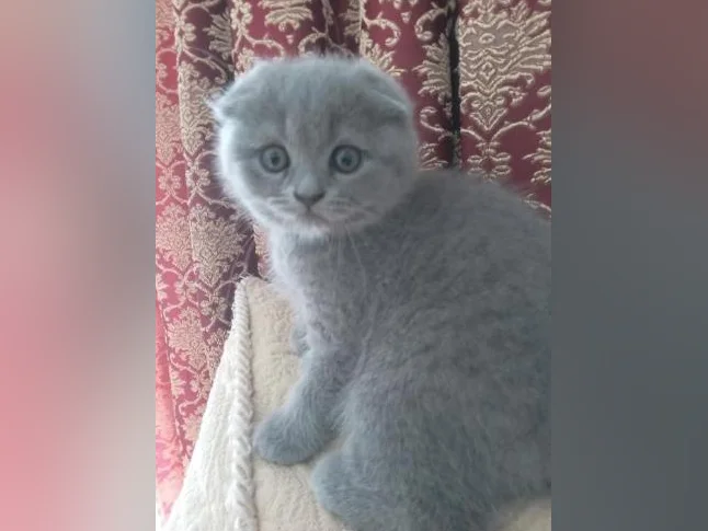 Scottish Fold and Scottish Straight kittens registered in CCA/AFC thumbnail 3