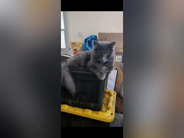 Chat mâle