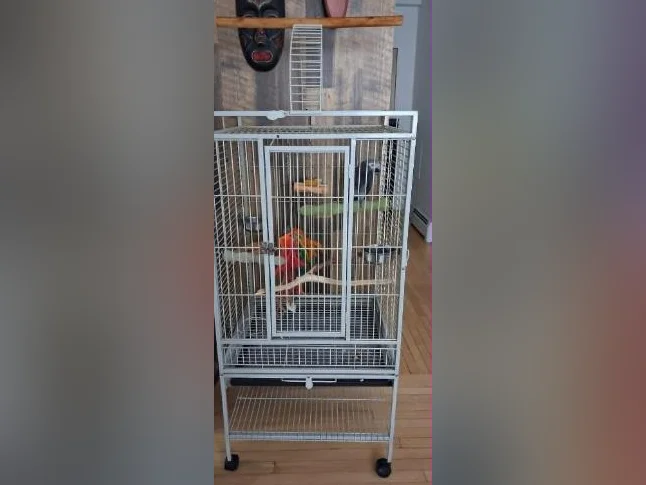 Gris du timneh thumbnail 2