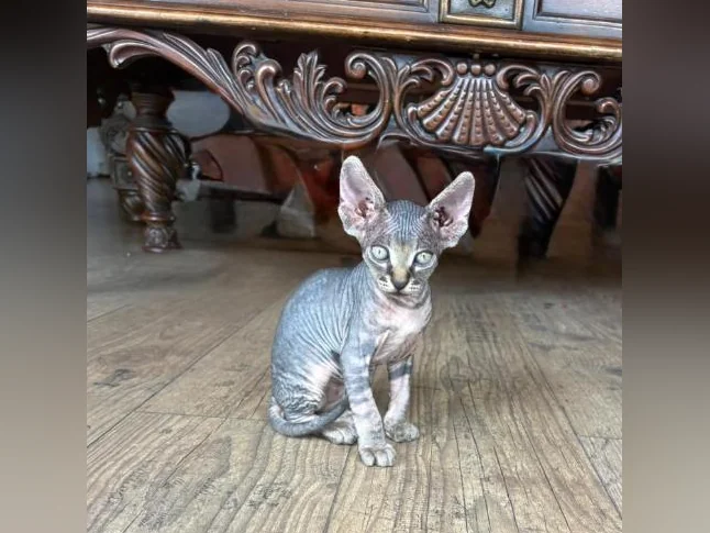Chatons SPHYNX