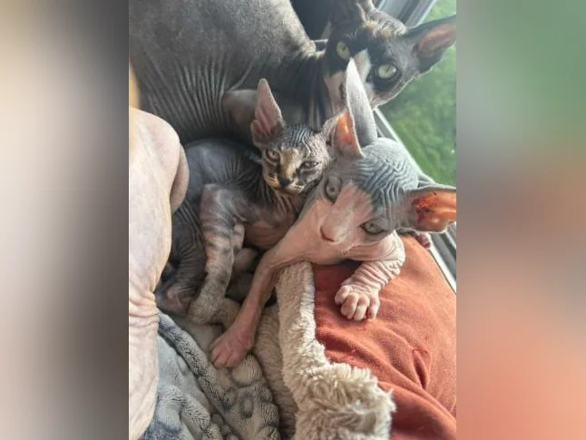 Chatons SPHYNX thumbnail 3
