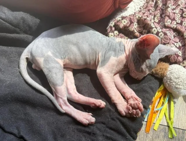 Chatons SPHYNX thumbnail 2