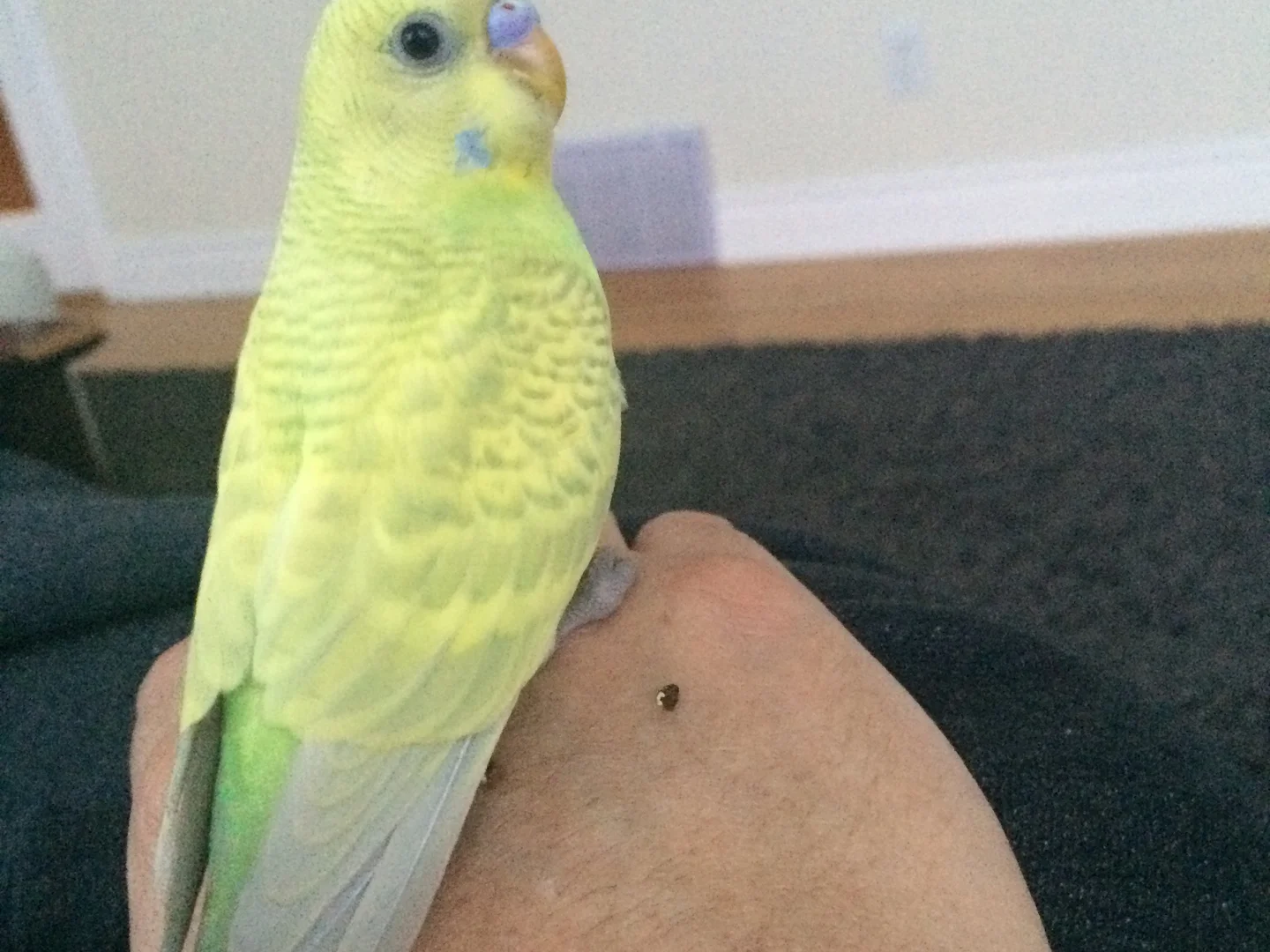 Senior Male Yellow Budgie - 10 Years Old