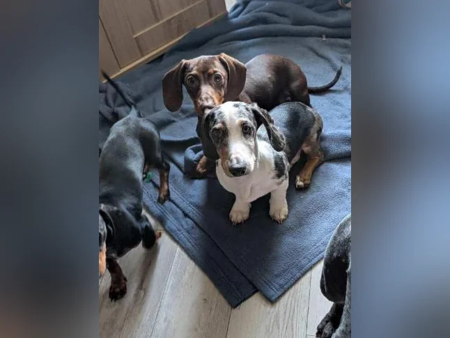 Beau teckel merle yeux bleu 5 mois env .