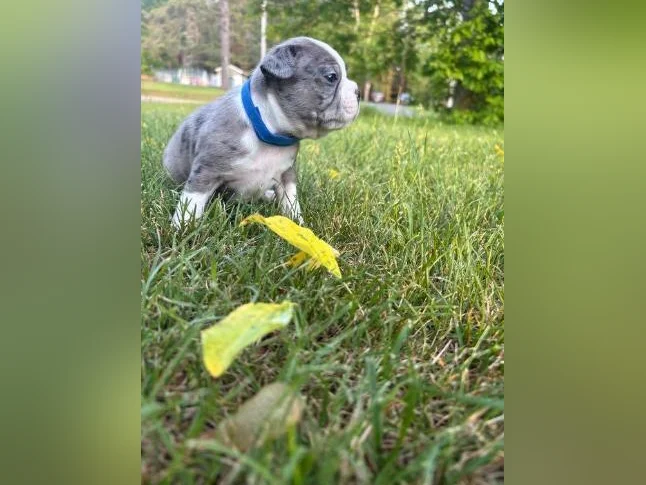 Chiot Boston terrier thumbnail 4