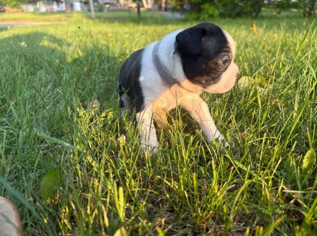 Chiot Boston terrier thumbnail 3