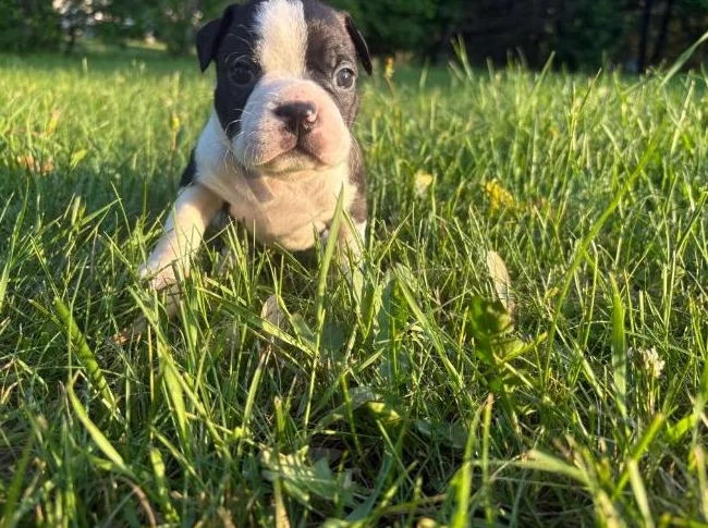 Chiot Boston terrier thumbnail 9