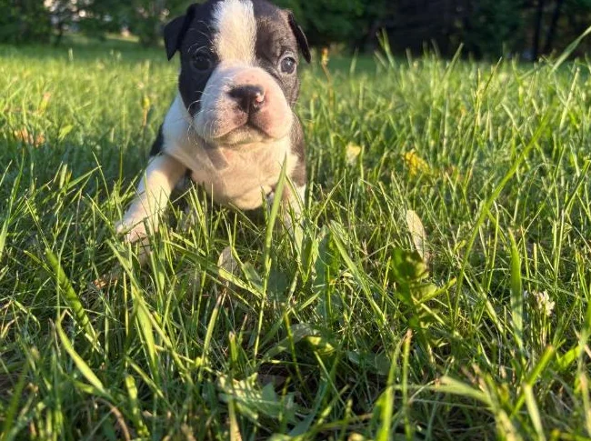 Chiot Boston terrier thumbnail 2
