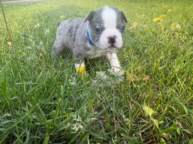 Chiot Boston terrier