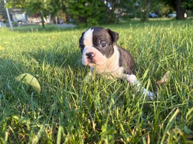 Chiot Boston terrier thumbnail 10