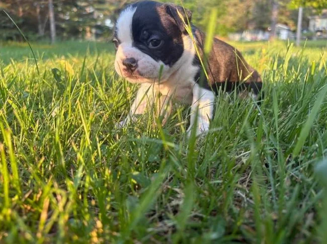 Chiot Boston terrier thumbnail 8