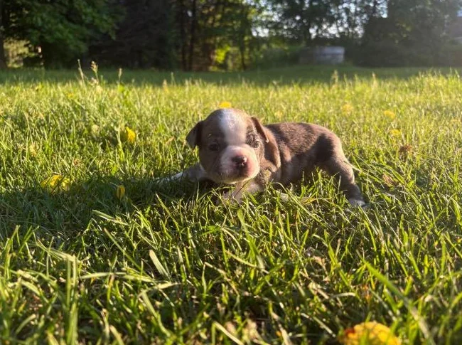 Chiot Boston terrier thumbnail 7