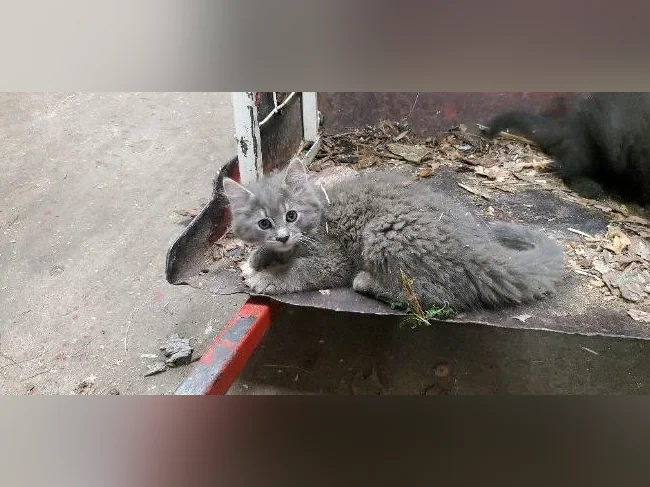 Chaton a donner