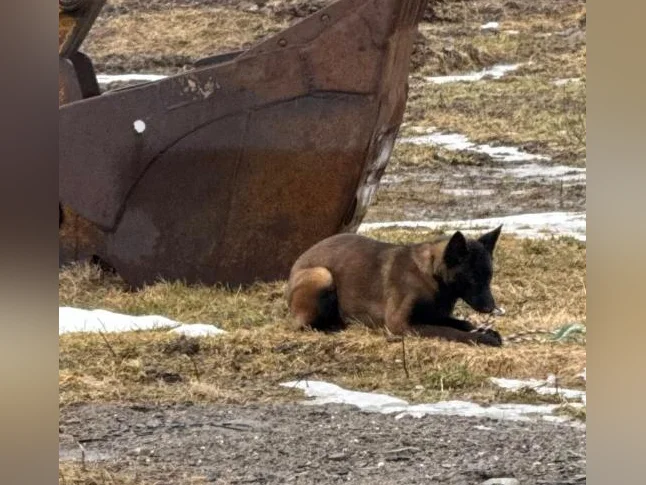 Berger Malinois Charbonner thumbnail 2