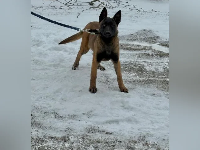 Berger Malinois Charbonner