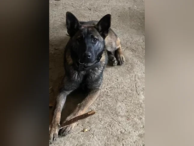 Berger Malinois Charbonner thumbnail 3