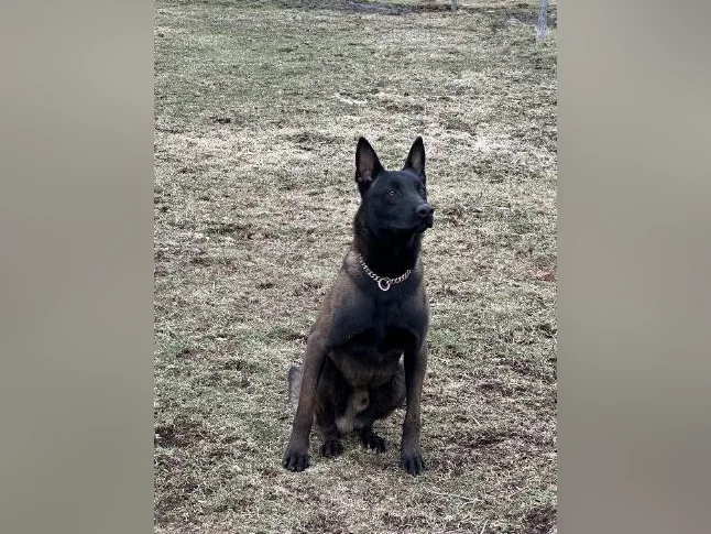 Berger Malinois Charbonner thumbnail 4