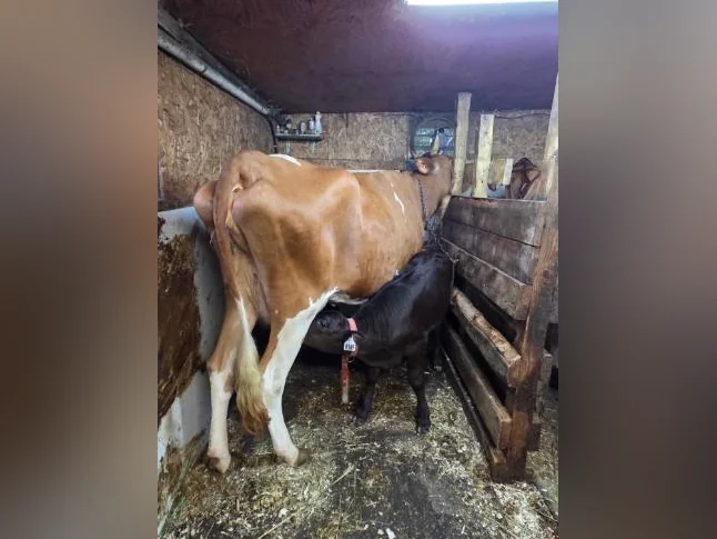 Vache à lait et veau