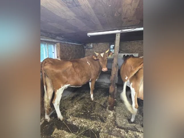 Vache à lait et veau thumbnail 2
