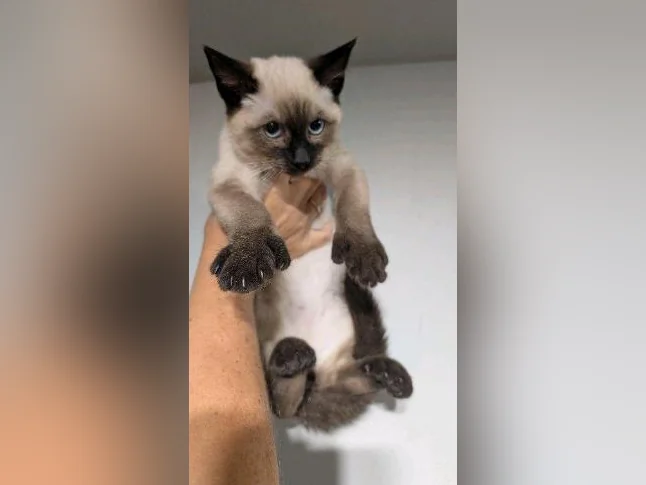 😺 beau garçon, siamois avec mitaines prêt à partir